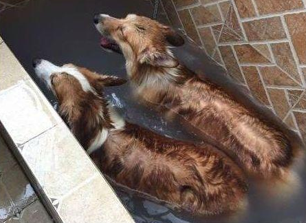 狗狗很聪明就是不肯洗澡,主人无可奈何施展苦肉计,实际效果还挺不错