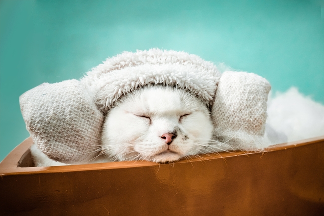 可爱白色宠物猫写真图片