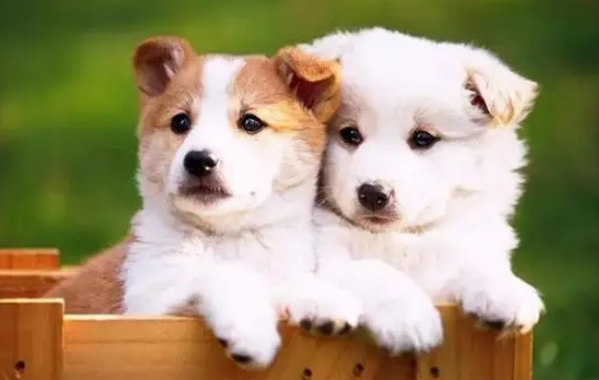 挑选狗狗沐浴露的常见误区,来看看吧