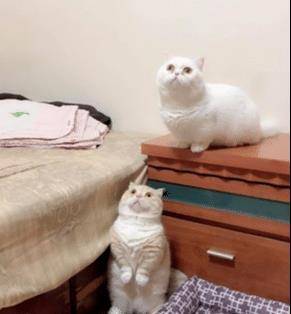 猫咪洗澡竟笑得如此灿烂,原来这一切都是“遗传”惹的祸!