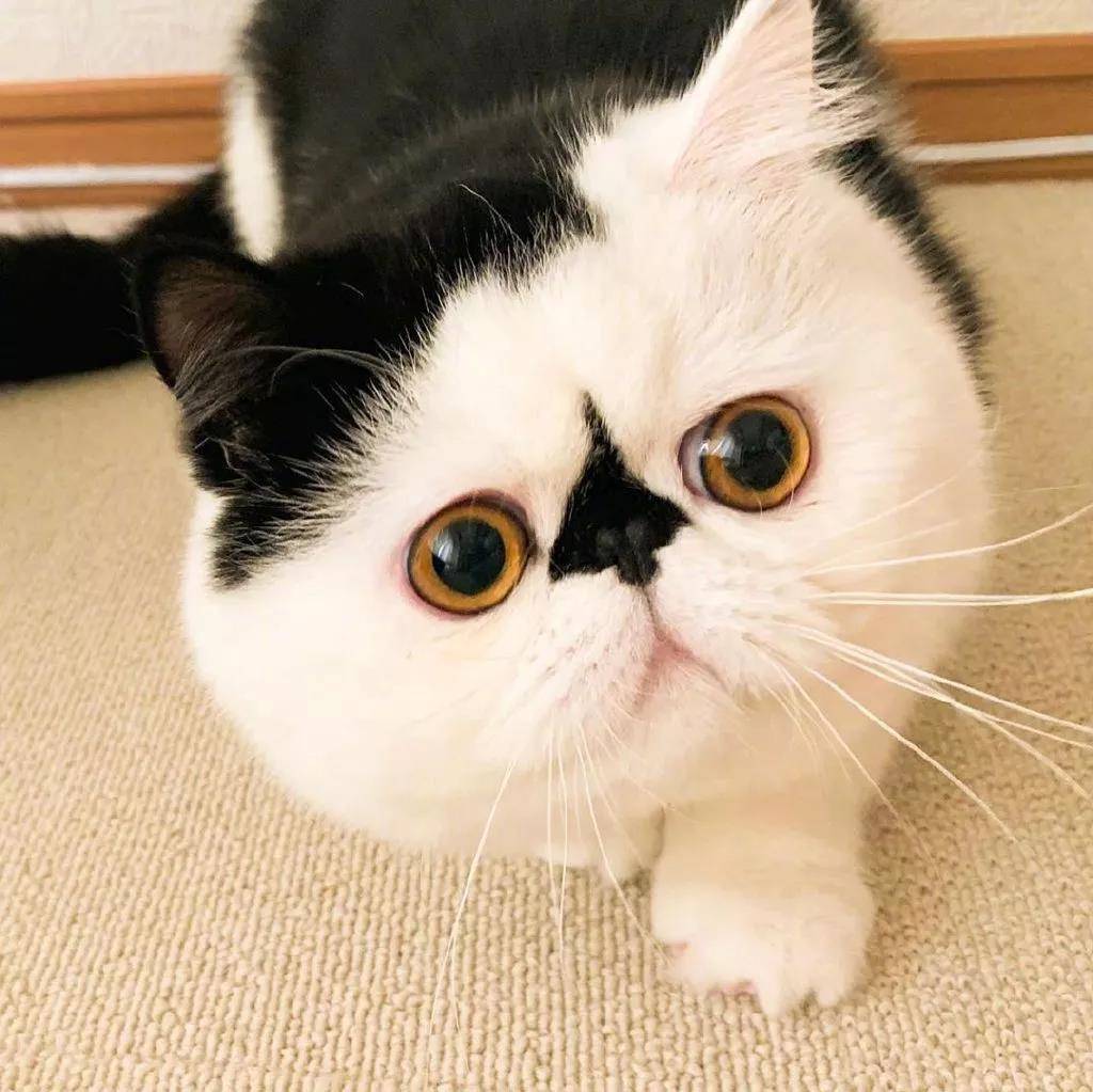 一只眉头紧锁的小可爱猫猫