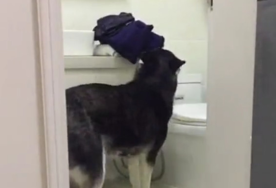 二哈趁主人洗澡的时候悄悄叼走全部的衣服裤子,主人超无语调的想吃狗肉!