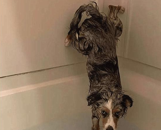 狗狗愿意配合主人洗澡,但不能弄湿它的屁股