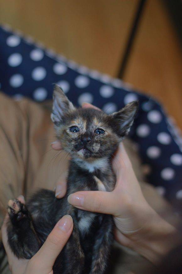 东方猫相比其他猫咪,东方短毛猫有着超大的招风耳,且表情中无时无刻不流露着一丝抑郁与忧伤