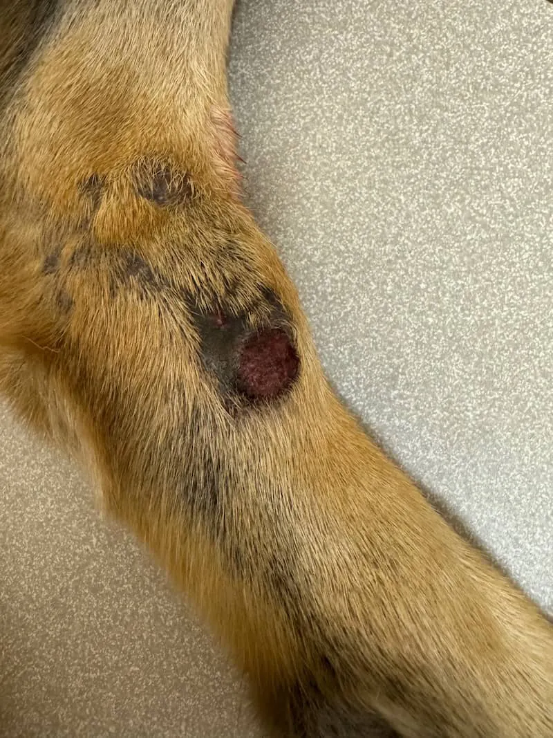 了解狗狗疖病：症状、类型及治疗指南