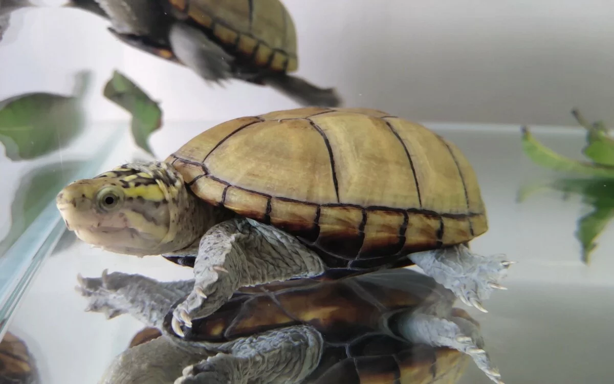 龟龟肠胃炎，成因怎么预防以及治疗方法！