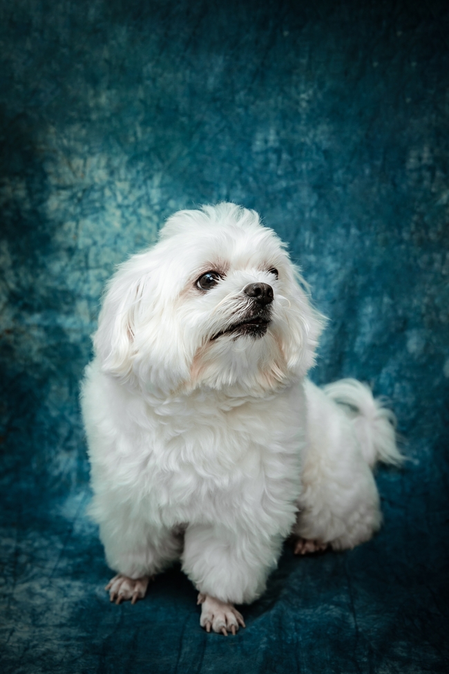 白色贵宾犬可爱狗狗图片