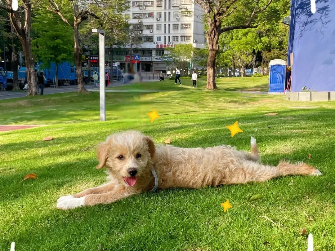 出门的狗狗，排便为什么会越来越软？