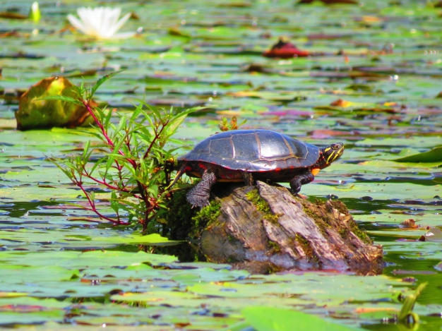 如何给你的龟类提供均衡的素食食谱?