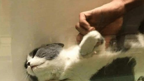 送猫咪去洗澡,进去5分钟听到一声惨叫,主人隔着玻璃笑到扶墙