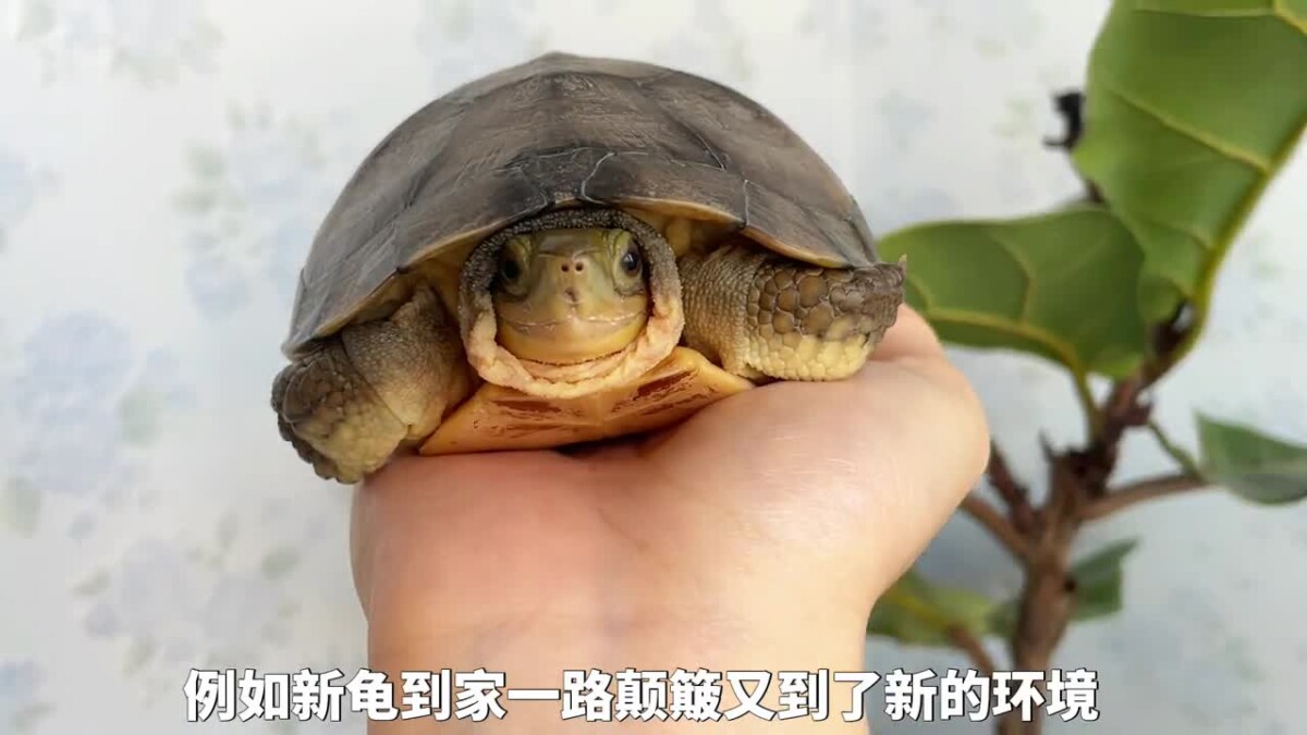 乌龟腐皮腐甲原因，及处理方法！