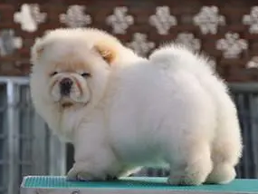 爱犬在宠物店洗澡后眼肿牙断 主人怀疑店员虐狗