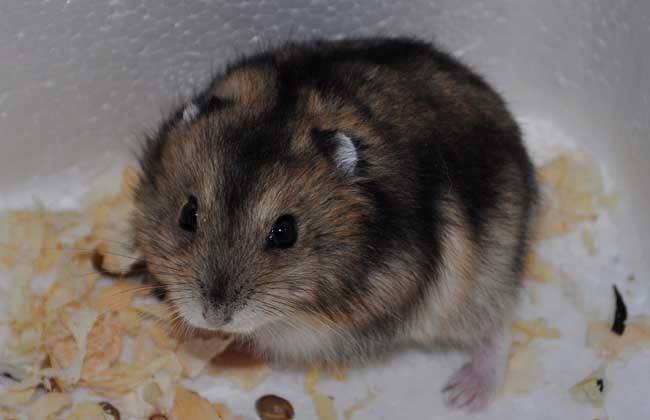 仓鼠是非常好养的小动物
