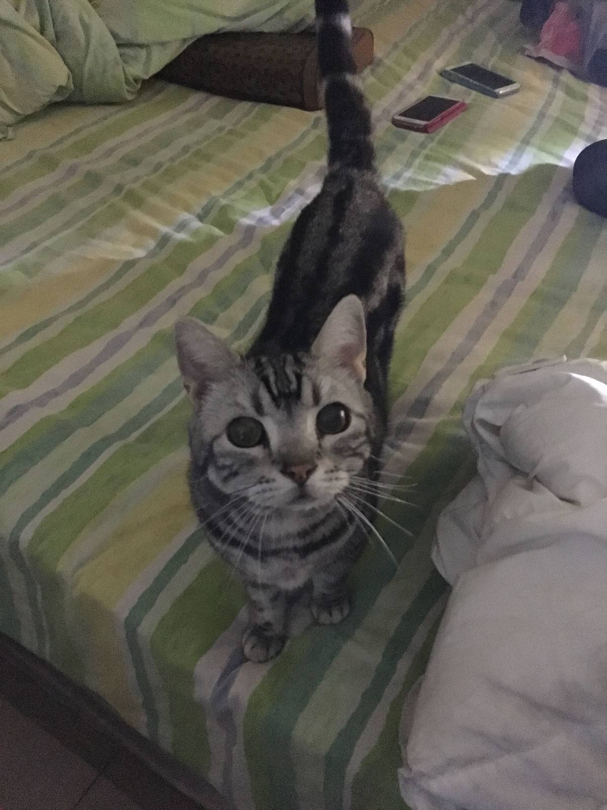 (美国短尾猫)我要姐姐抱抱 我要公主抱抱 飞起来的抱抱 转圈圈的抱抱