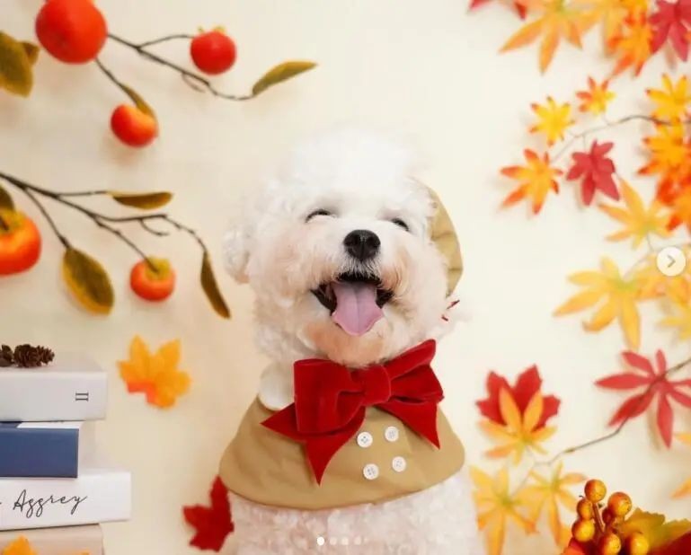 狗狗为什么会打喷嚏?常见原因有五