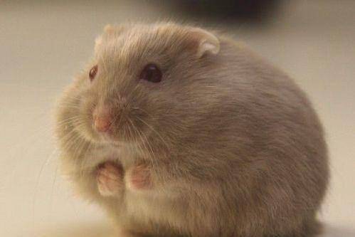 被仓鼠咬出血怎么办