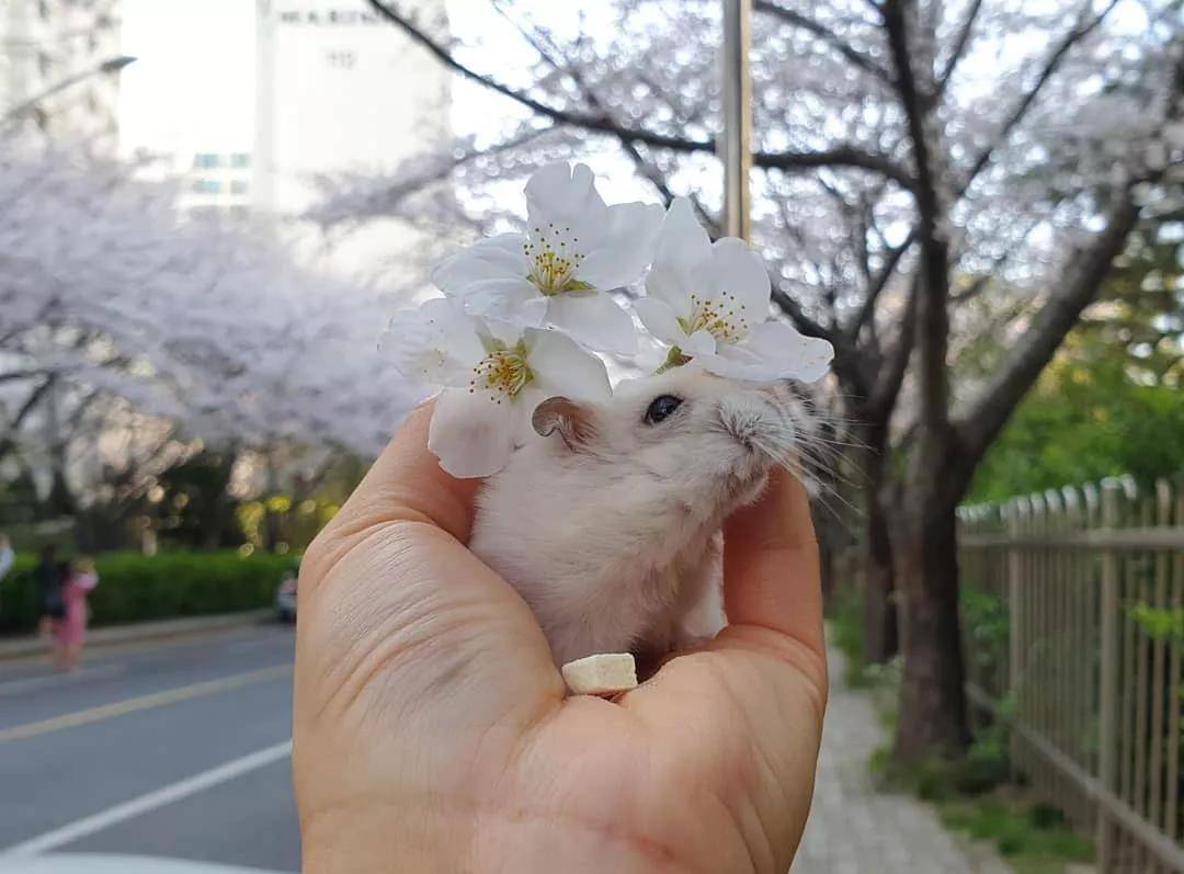 一组樱花和仓鼠的合照，春天真好呀