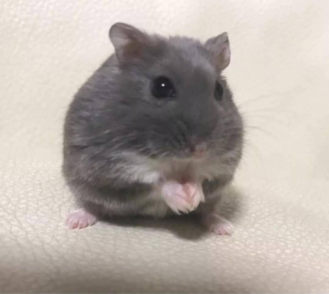 看起来很乖的小仓鼠,吃饭时竟然是这样的