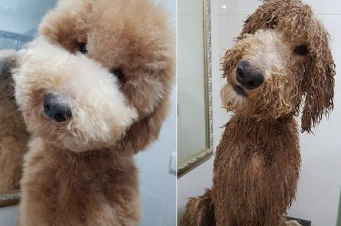 贵宾洗澡变身玉米面头 招牌呆萌表情笑喷