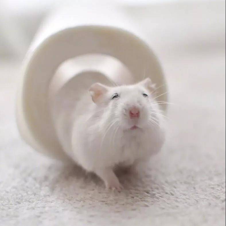 来自岛国小仓鼠的治愈笑容