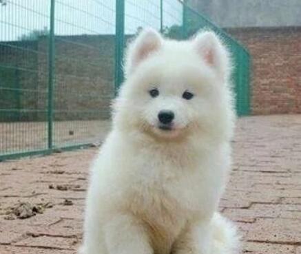 女孩好心捡了只流浪狗,带它去宠物店洗澡时,老板让她去买彩票