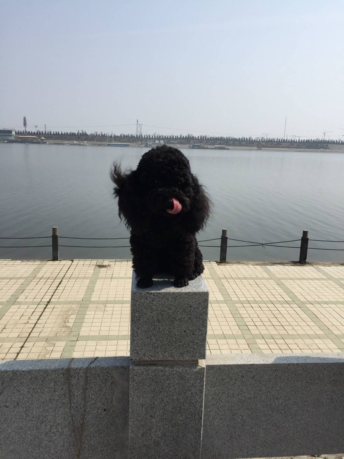 泰迪 阳光明媚,和麻麻出来晒太阳啦