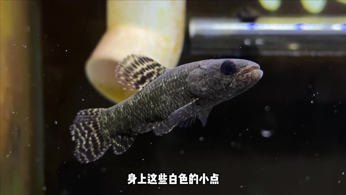 观赏鱼的绝症胡椒病：我的牙鱼“大牙”能否幸存？