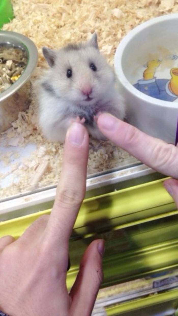 你们说小仓鼠可爱吗