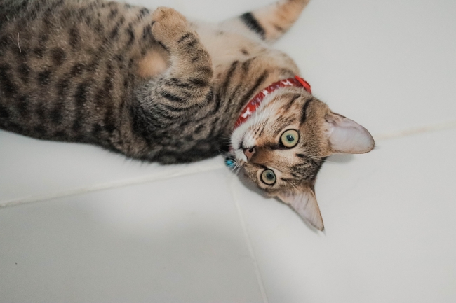 孟加拉猫可爱图片