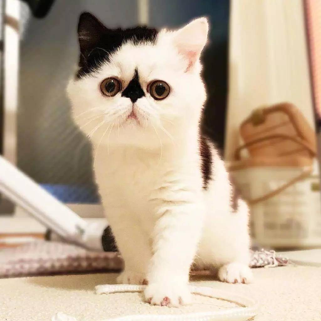 一只眉头紧锁的小可爱猫猫