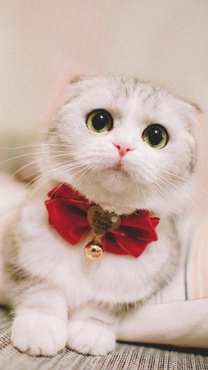 像猫一样 风雨里长大 遇到一点爱