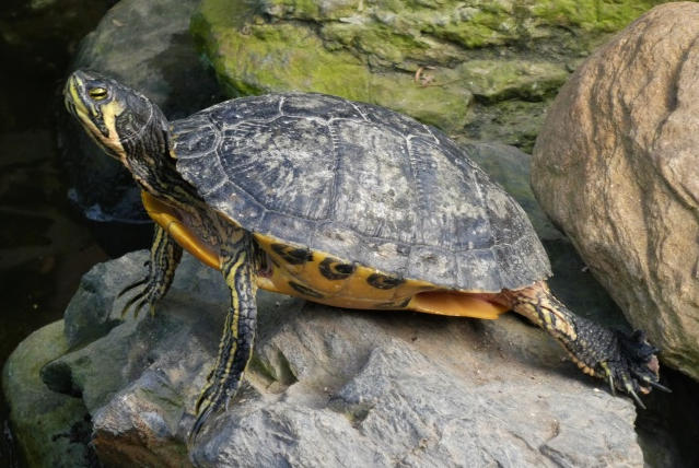 爬宠行为异常:撞玻璃、嗜睡可能意味着什么?