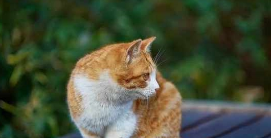 在邻居家买回一只猫,回到家它却自己洗澡