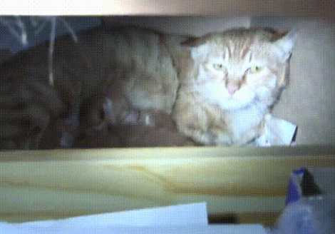 橘猫妈妈夜晚溜进公司,偷吃零食还生下小猫,暖心员工为其找家