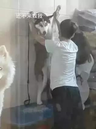 哈士奇洗澡太闹腾,被强摁在墙上,萨摩耶笑到:被壁咚了