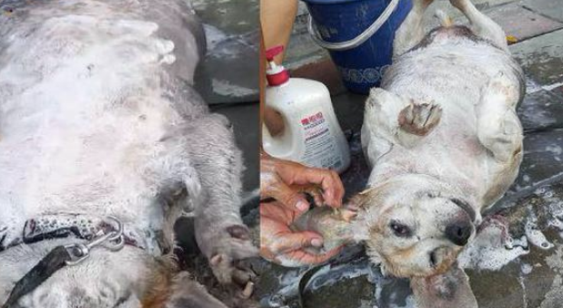 主人家马路边给狗狗洗澡,过路人还误认为是在洗生猪肉,实在太长胖了!