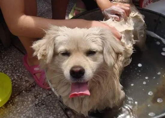 狗狗沐浴露有哪些种类?沐浴露类型汇总