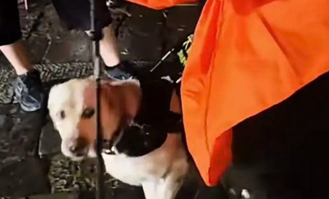 盲人带导盲犬雨夜爬泰山，导盲犬大连基地回应