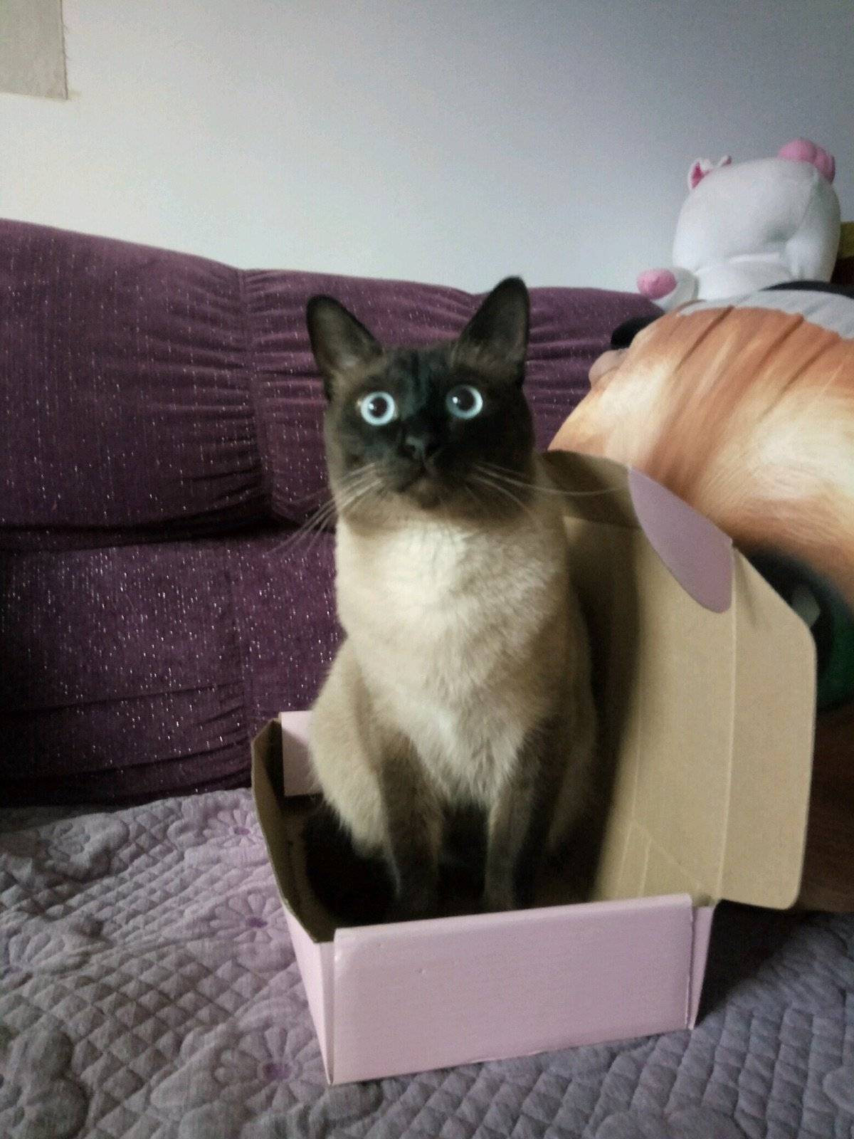 盒子盒子我的最爱