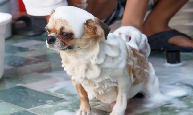 如何给狗狗选择沐浴露?来看这篇文章