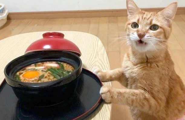 “带着田园猫去宠物店洗澡,却被拒之门外”