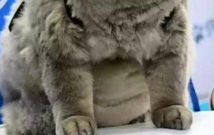 女主带胖猫逛街,遭路人围堵拍照,回家洗澡后笑喷:汤姆猫再世