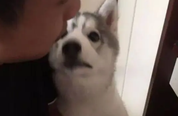 哈士奇想吃宠主的零食,跑过去撒娇抱大腿,见没搭理它立马就翻脸