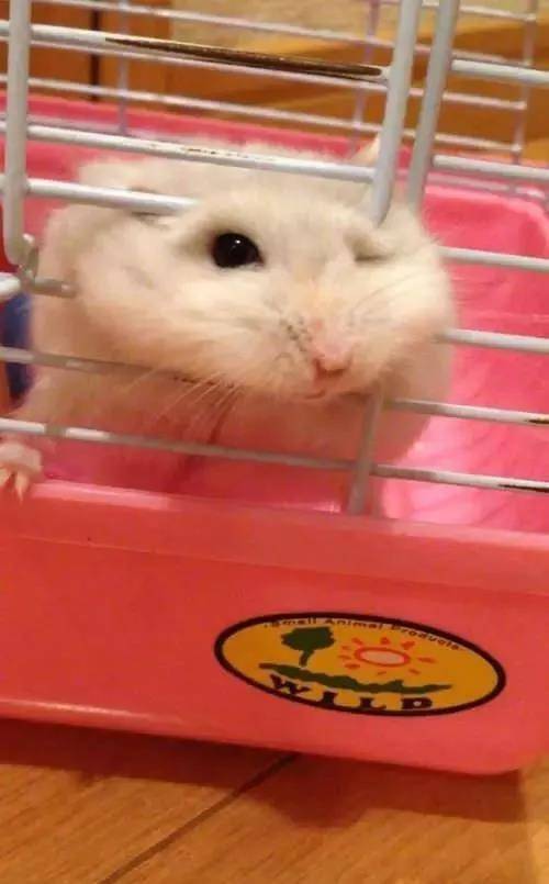 仓鼠逃脱记！ 逃跑失败的表情未免也太可爱了吧