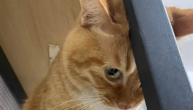 爸爸吐槽猫不会抓老鼠,结果……被猫“报复”