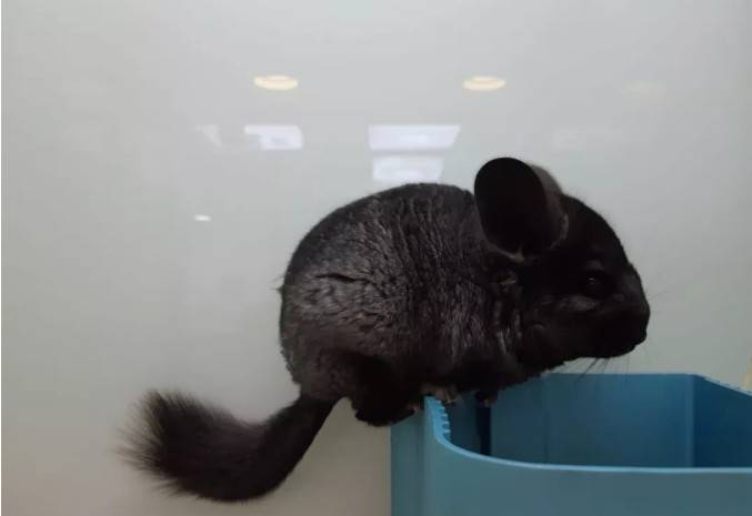 纯黑龙猫Homozygous Ebony Chinchilla,带有两对黑色对偶基因的龙猫被称为Homozygous Ebony(纯黑色),它们完全不带其它颜色的杂毛,黑到连眼睛都找不到在哪里,而毛质有明显的闪亮的光泽。纯黑色比全黑色珍贵很多,而Charoal则是另一纯黑的称呼,解作黑炭色,同是很黑的龙猫的名称,和纯黑相似,但明显分别是黑炭的毛没有明显的闪亮的光泽。