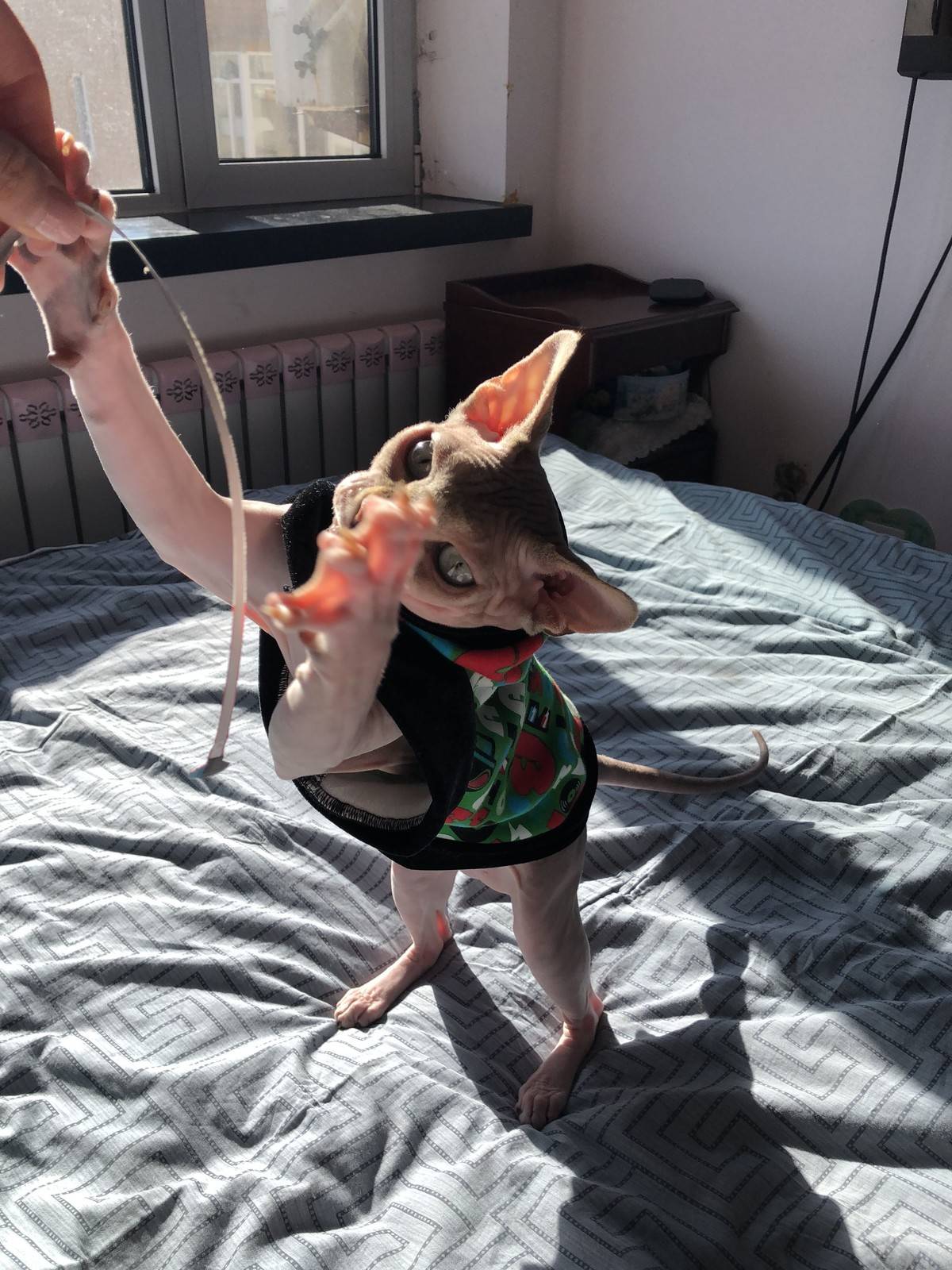 无毛猫,逗你玩儿……