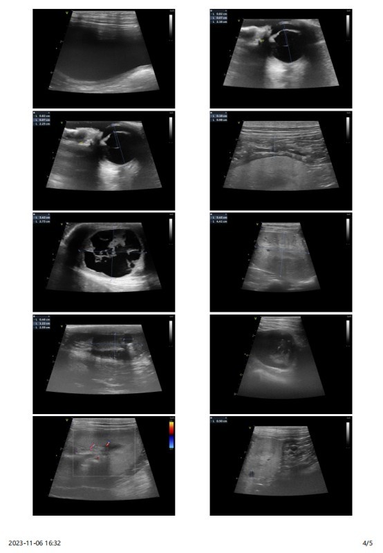 一例犬睾丸肿瘤的诊断与治疗