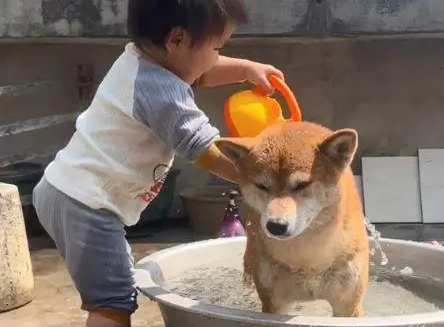 狗女儿给柴犬洗澡时,女子瞥了眼狗狗后笑抽