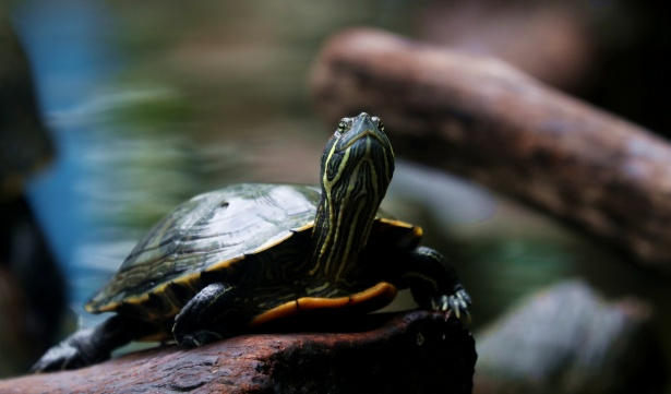 乌龟腐甲腐皮病:家庭治疗全步骤图解